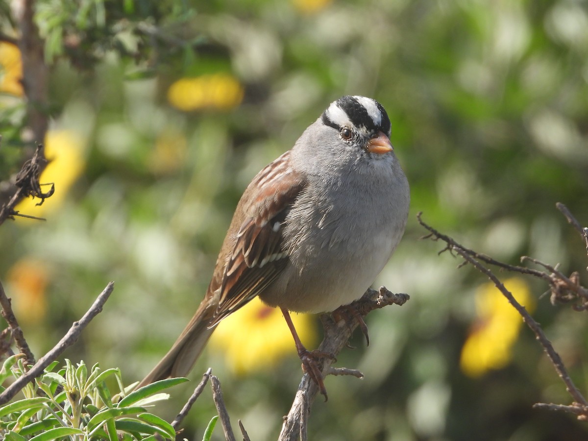 White-crowned Sparrow - ML610757814