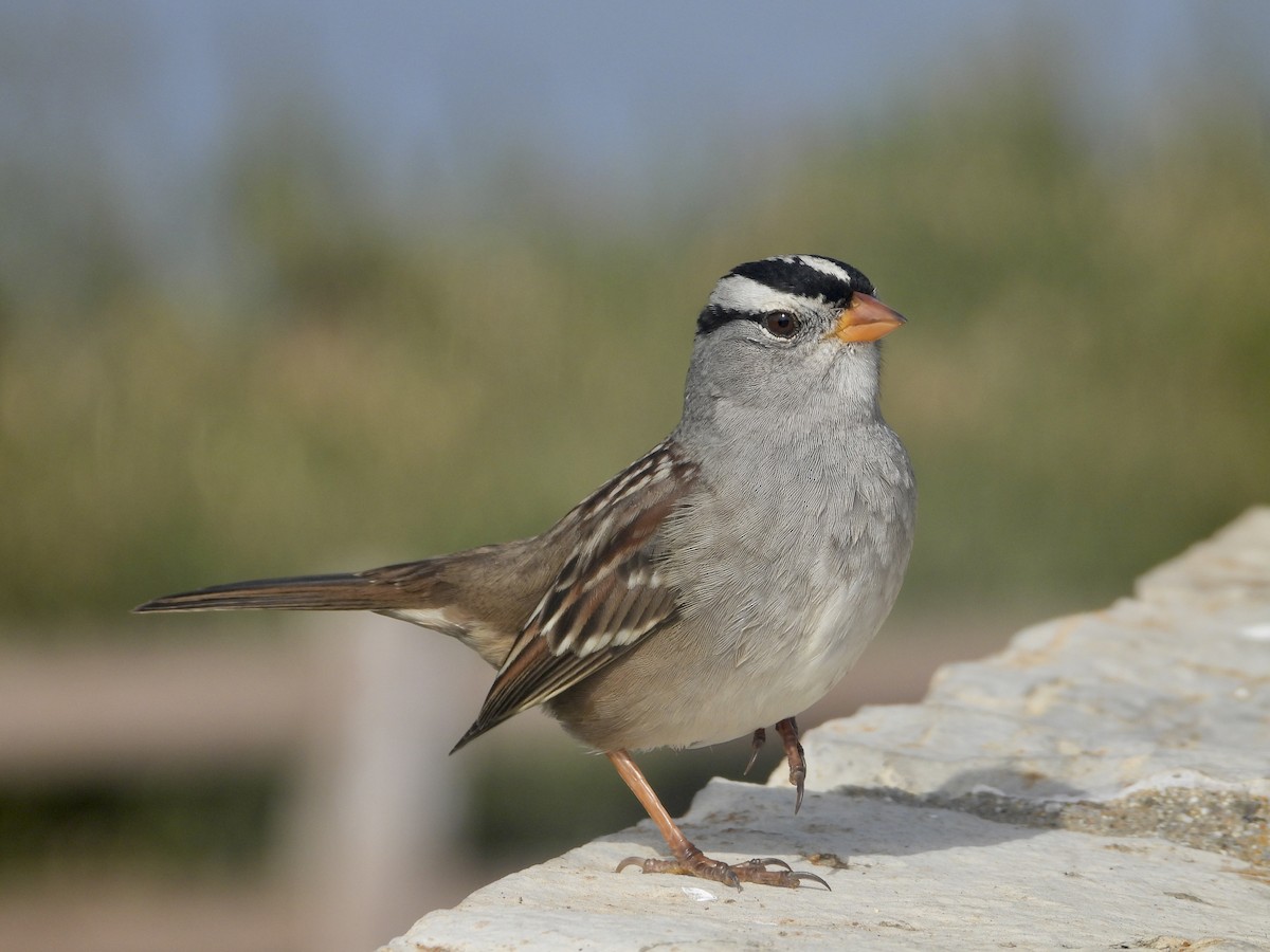 White-crowned Sparrow - ML610757817