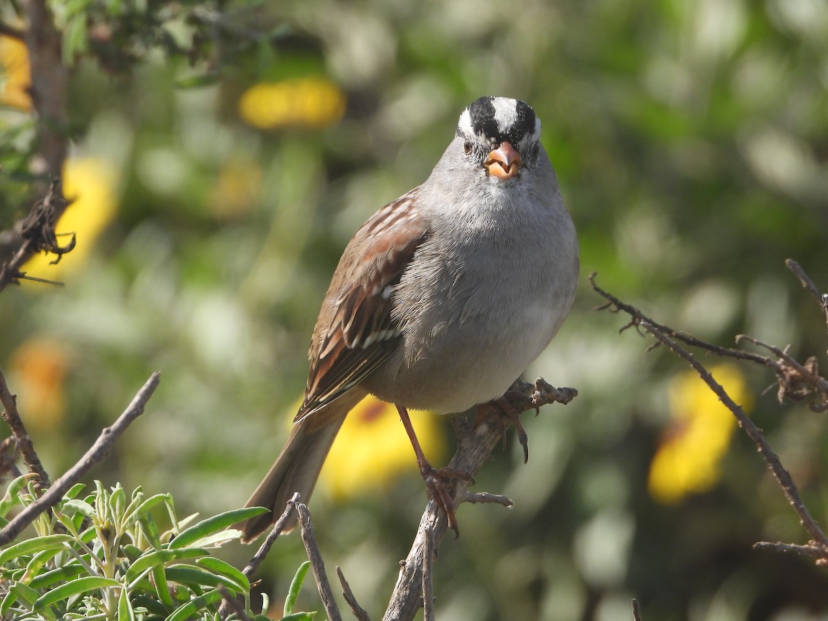 White-crowned Sparrow - ML610757818