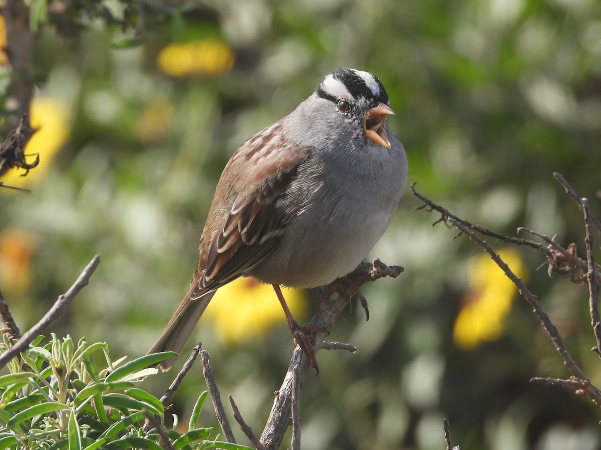 White-crowned Sparrow - ML610757819