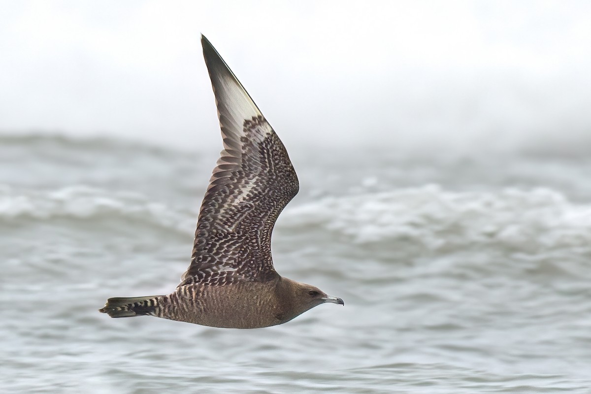 Pomarine Jaeger - Ryan Sanderson