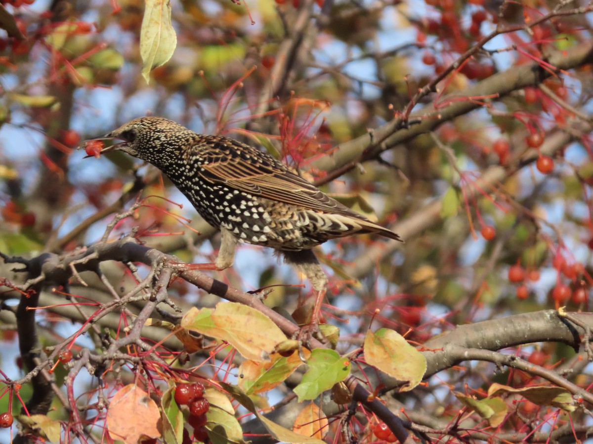 European Starling - ML610758041