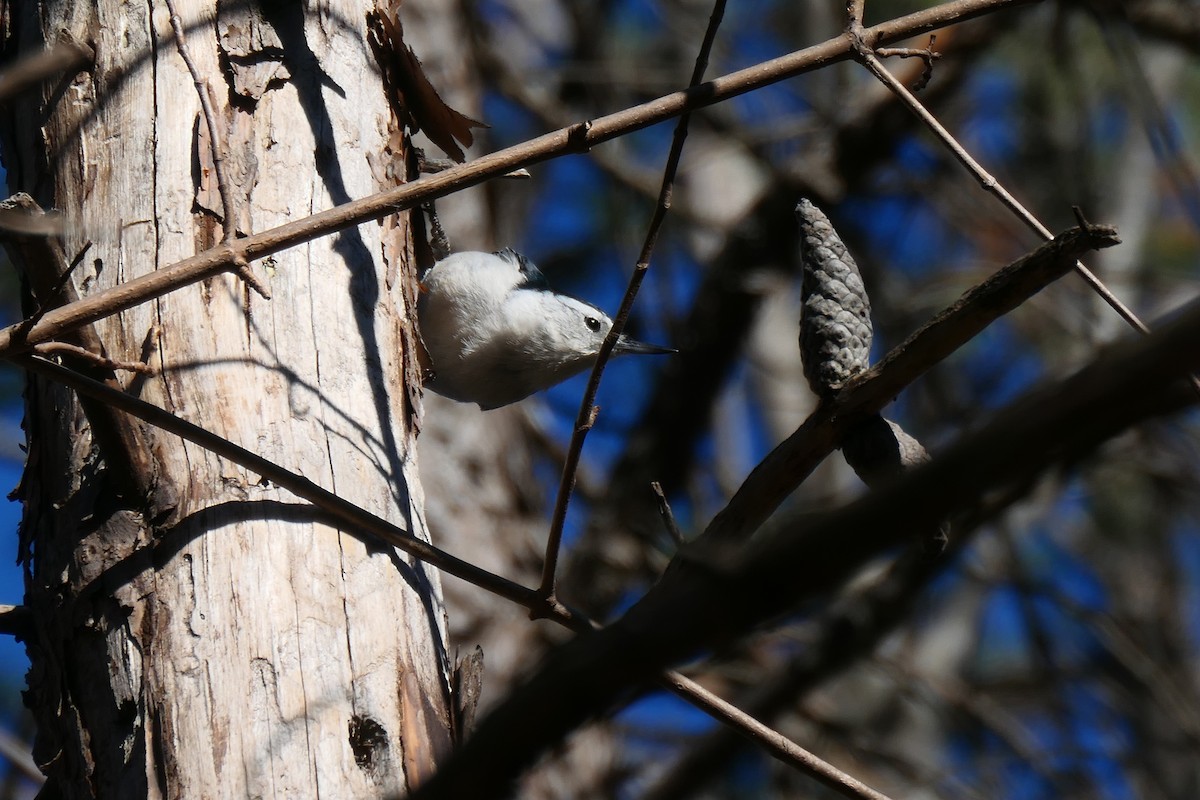 White-breasted Nuthatch - ML610758090