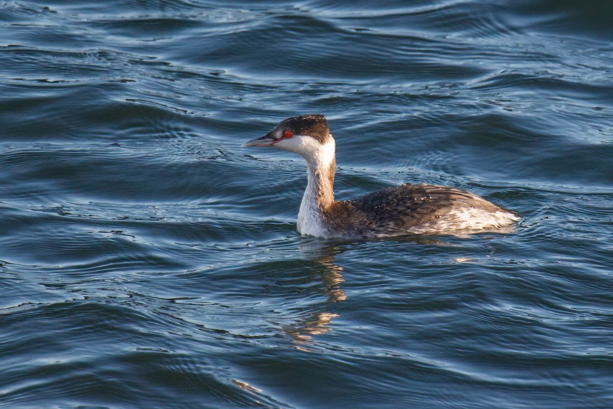 Horned Grebe - Gloria Archilla