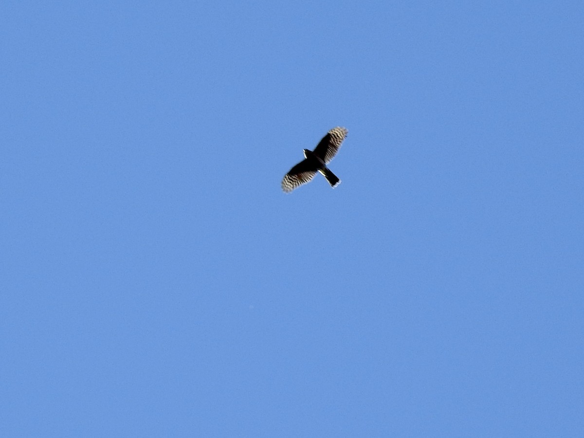 Sharp-shinned Hawk - Nan Dewire