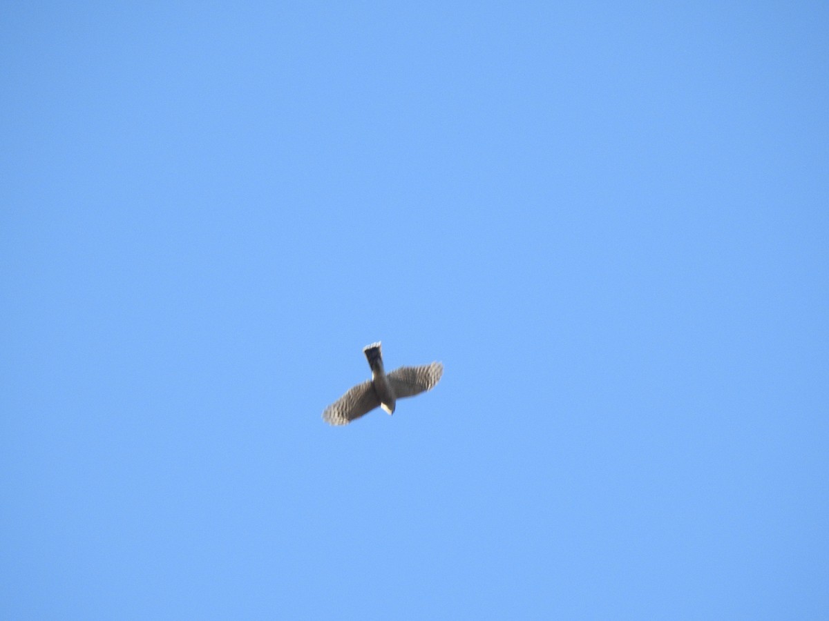 Sharp-shinned Hawk - ML610758239