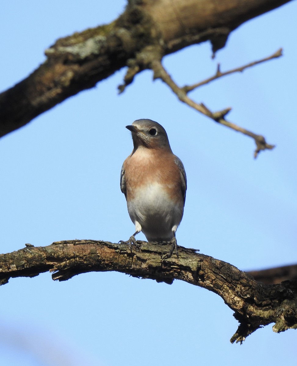 Eastern Bluebird - ML610758253