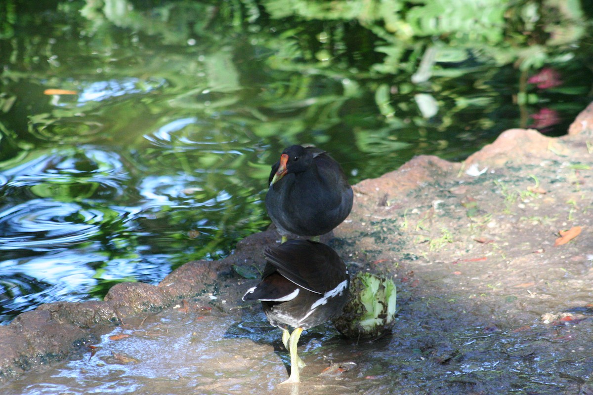 Common Gallinule - ML610758297