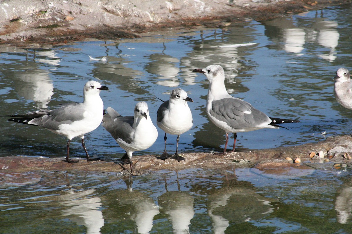 Laughing Gull - ML610758298