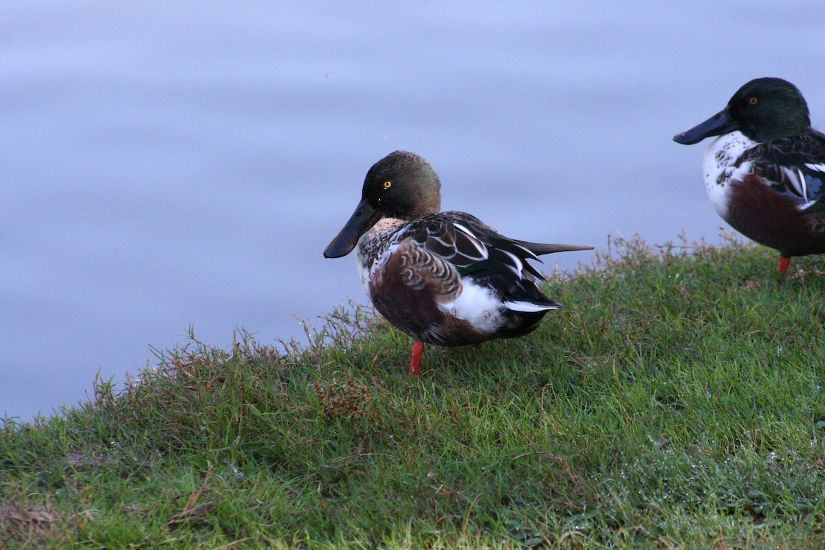 Northern Shoveler - ML610758302