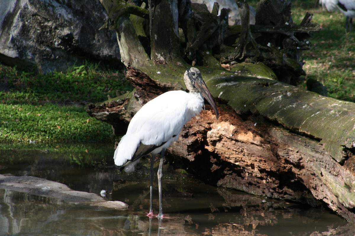 Wood Stork - ML610758307