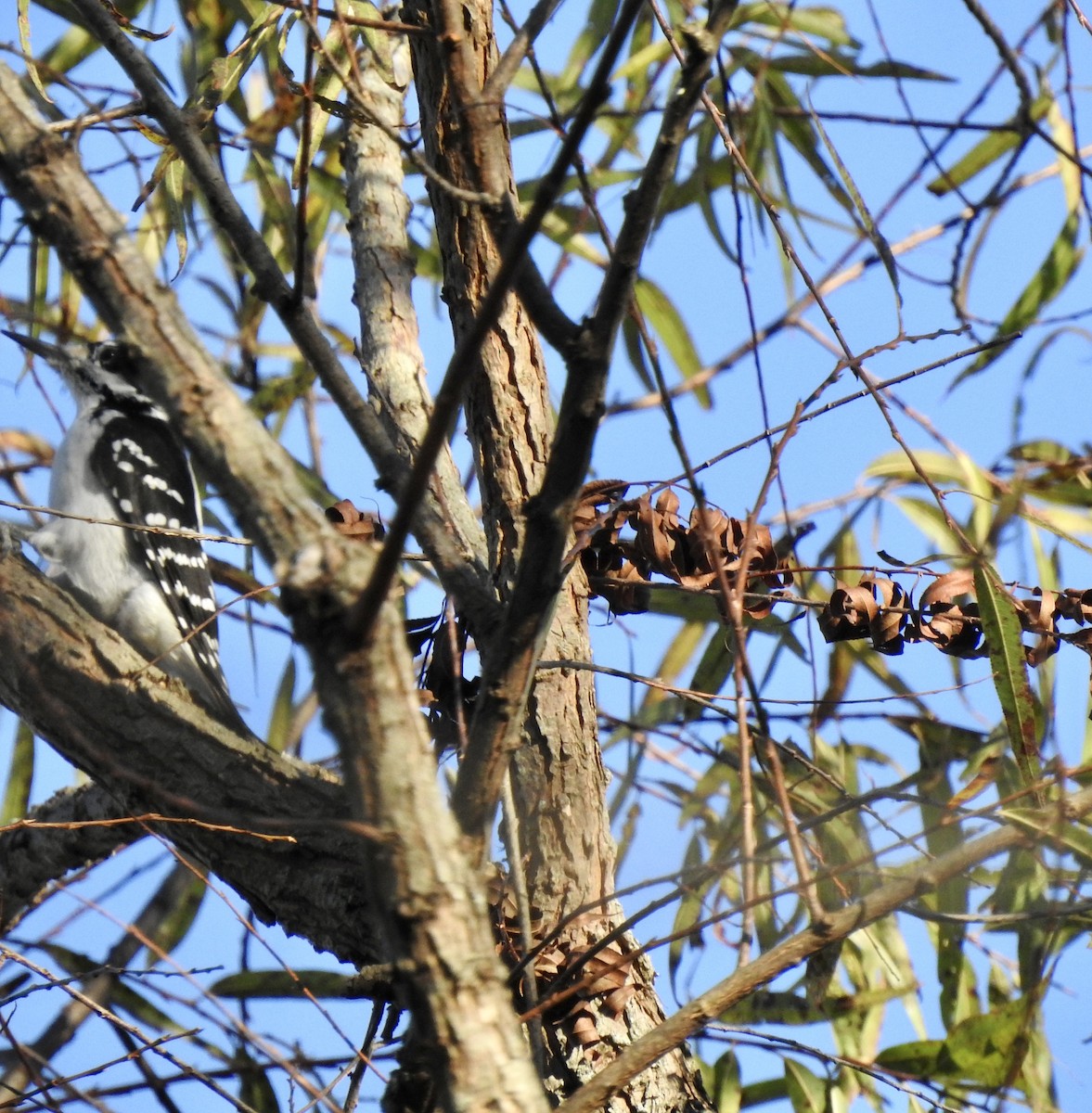 Hairy Woodpecker - ML610758310