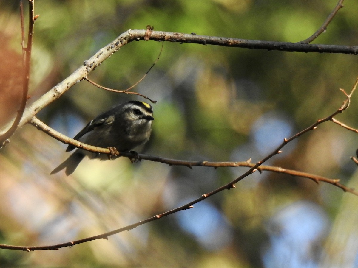 Golden-crowned Kinglet - ML610758347