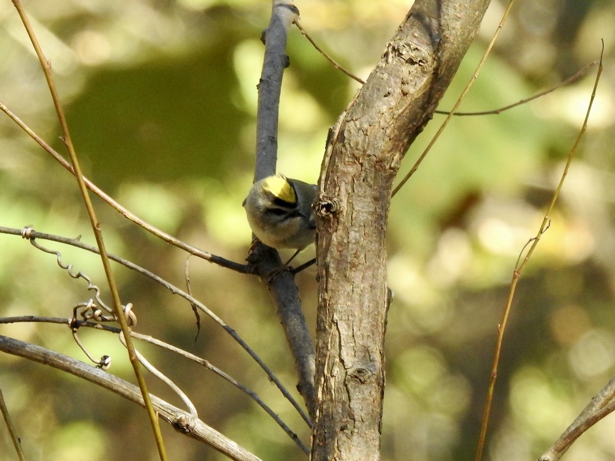 Golden-crowned Kinglet - ML610758348