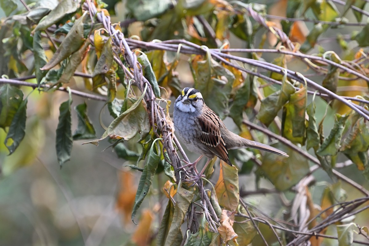 White-throated Sparrow - ML610758353