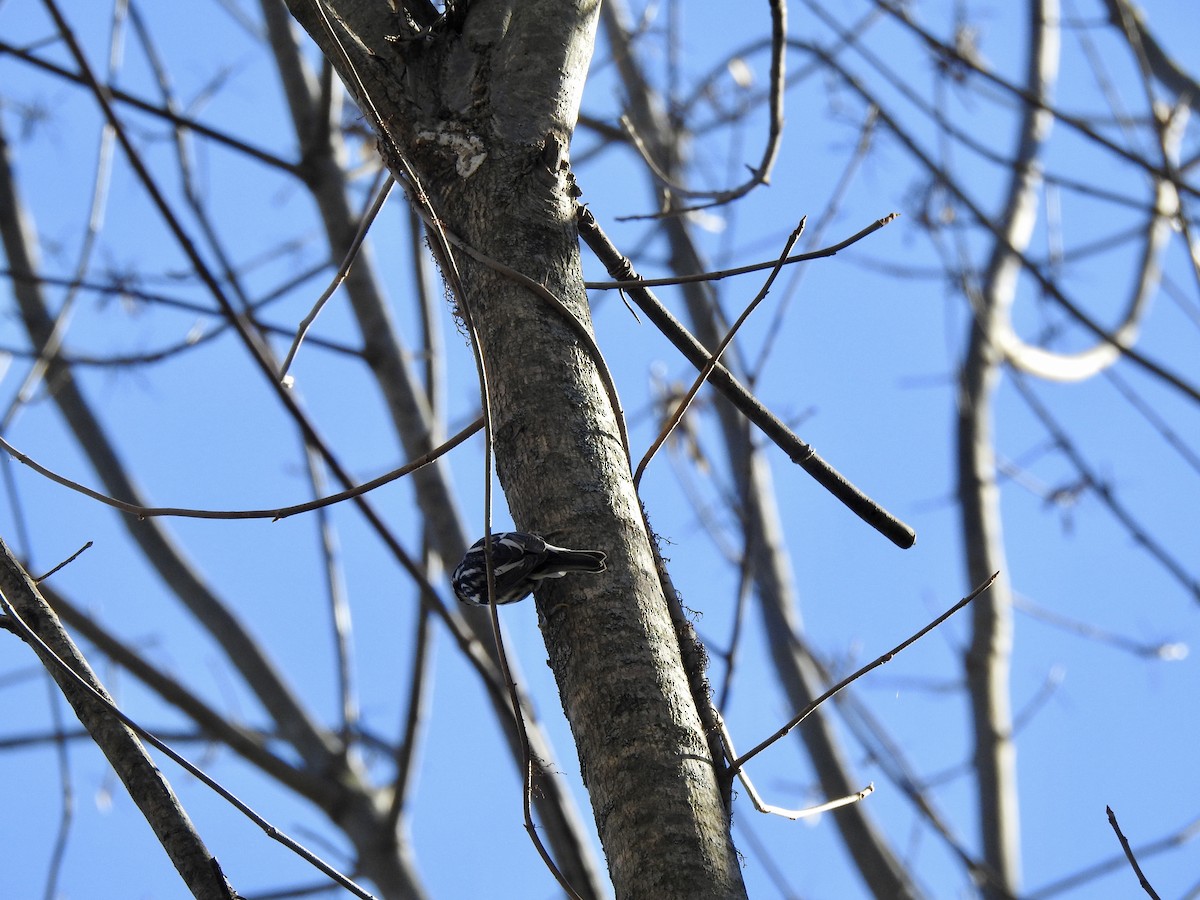 Black-and-white Warbler - ML610758356