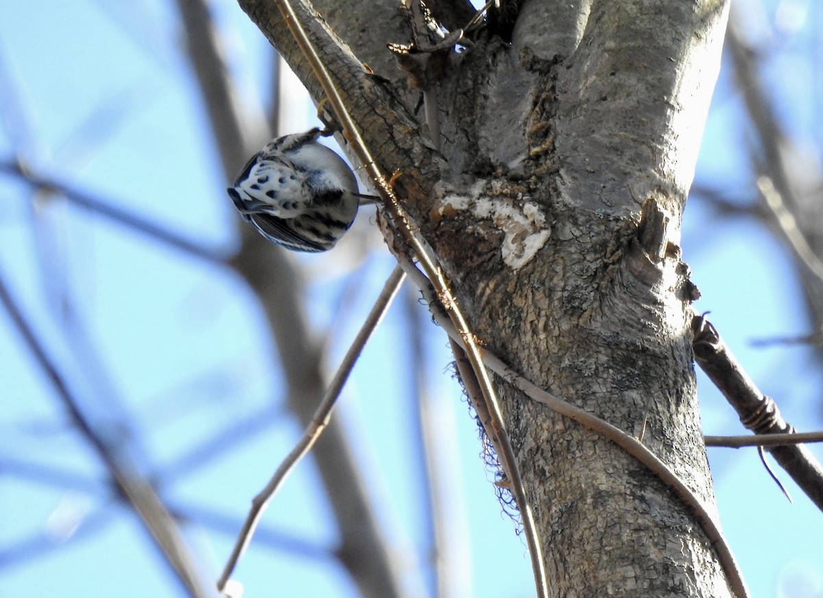 Black-and-white Warbler - ML610758357