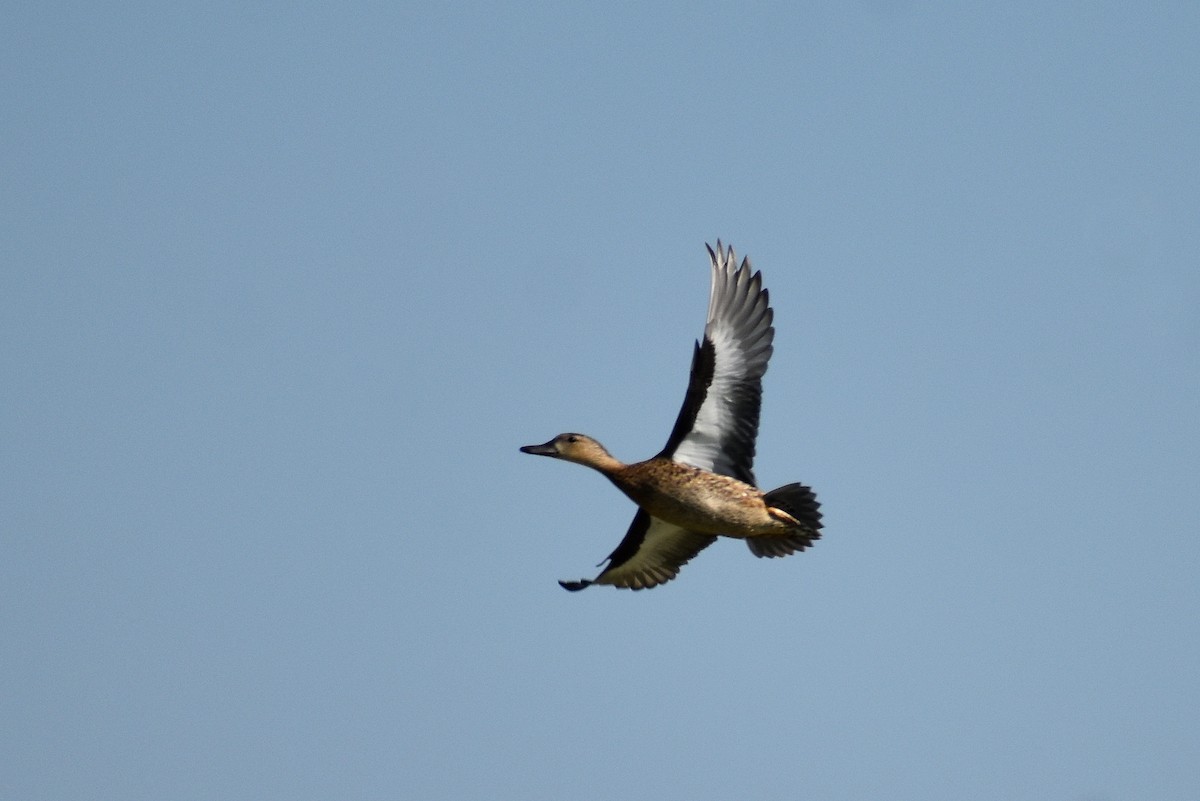 Blue-winged Teal - ML610758359