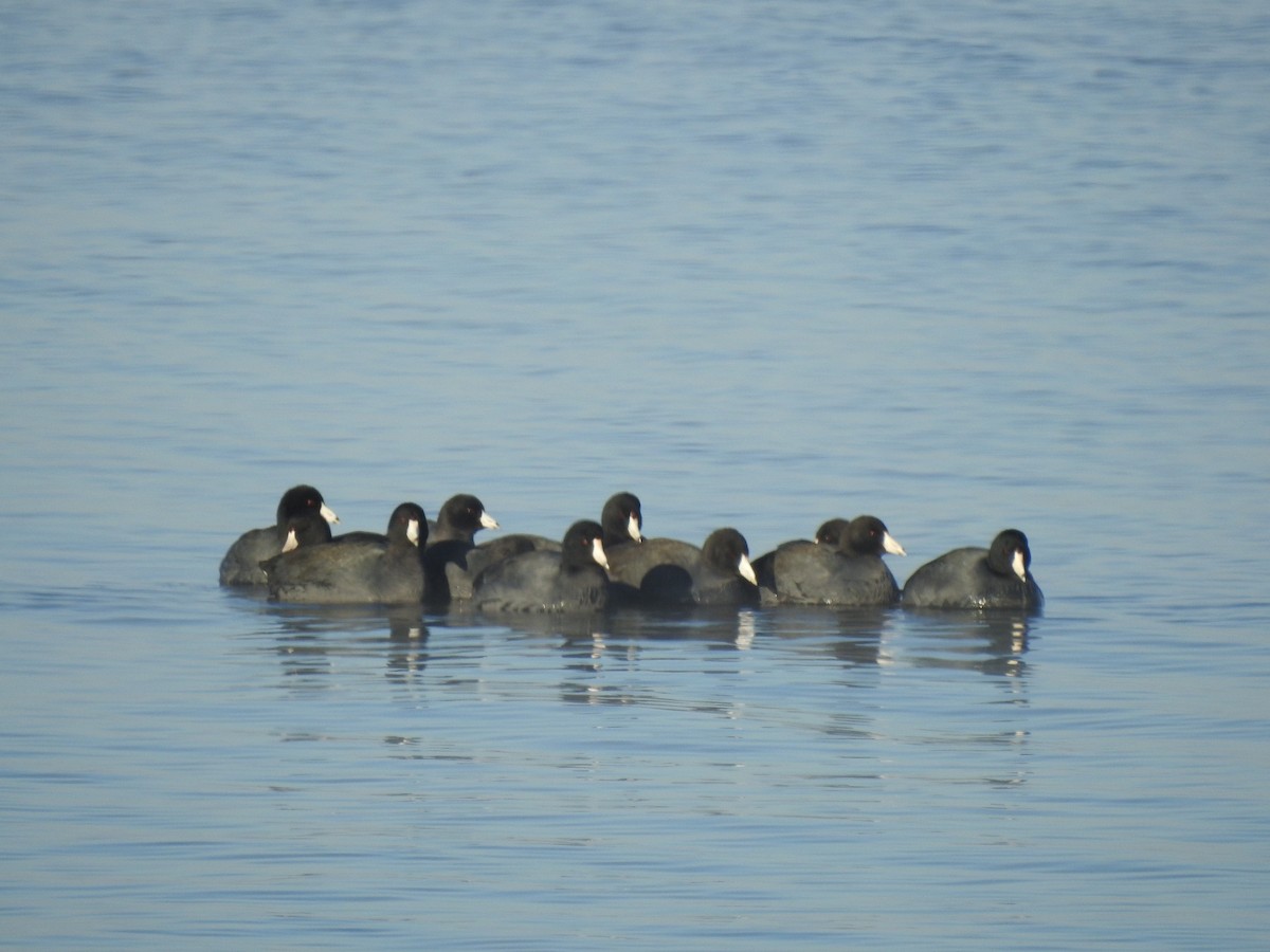 American Coot - ML610758406