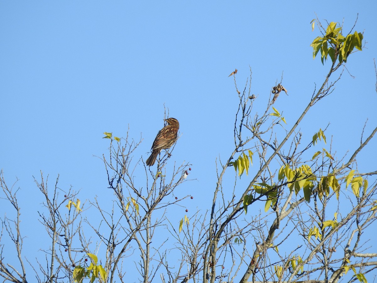 Red-winged Blackbird - ML610758416
