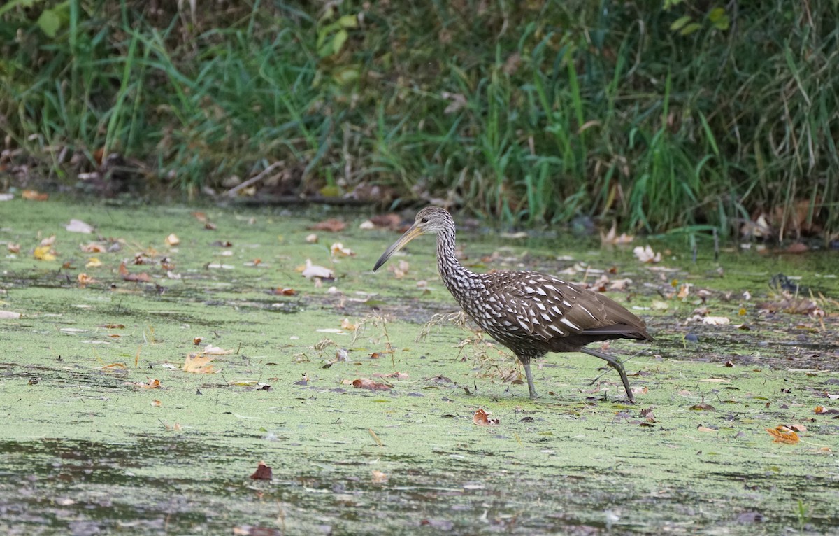 Limpkin - ML610758556