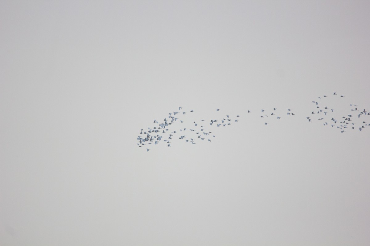 Eastern Cattle Egret - ML610758641