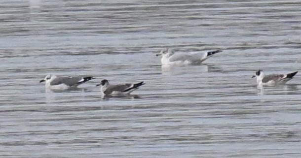 Laughing Gull - ML610758716