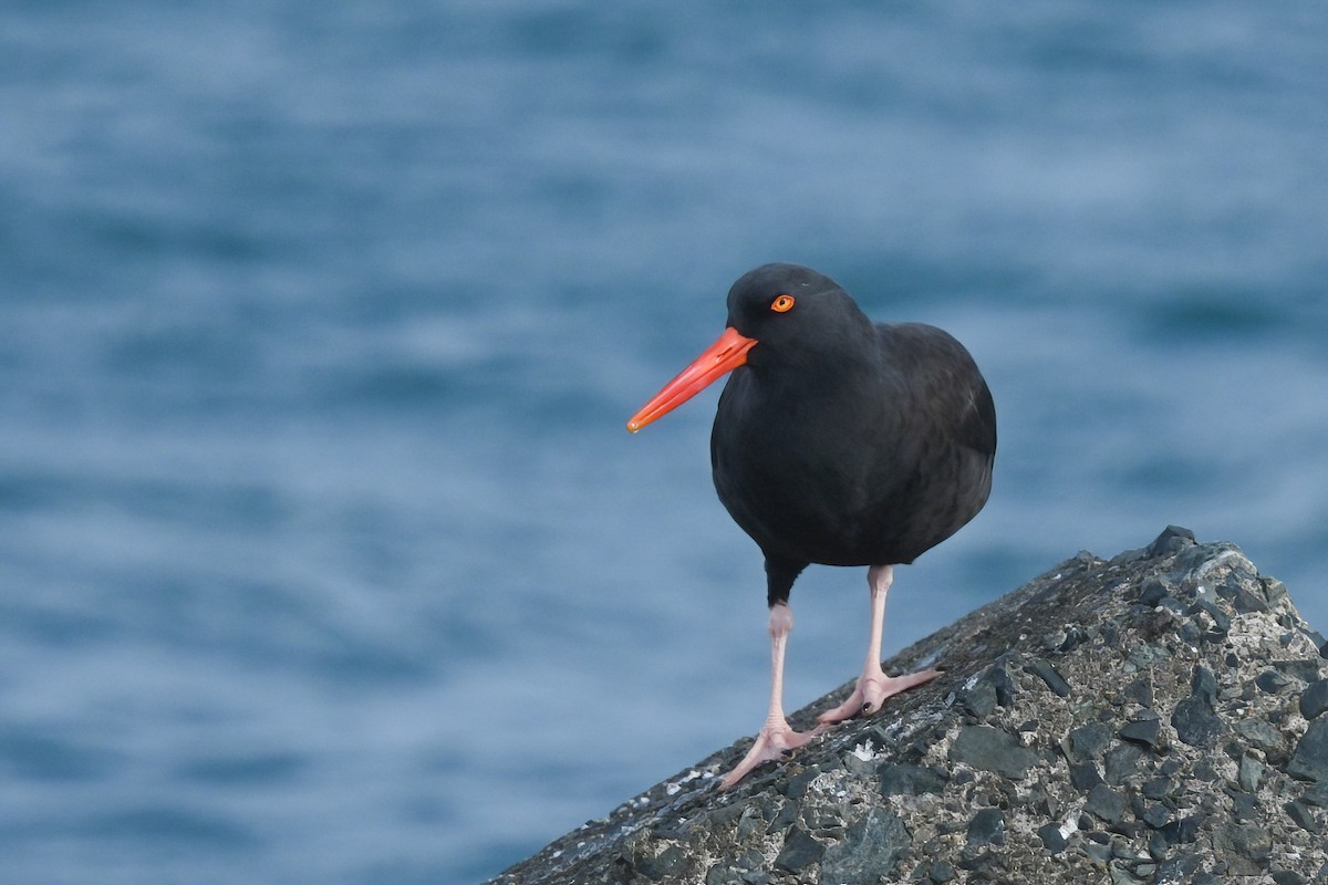 Black Oystercatcher - ML610758839