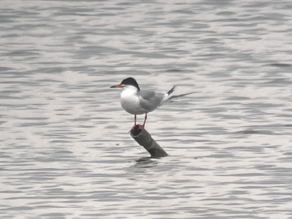 Forster's Tern - ML610758855