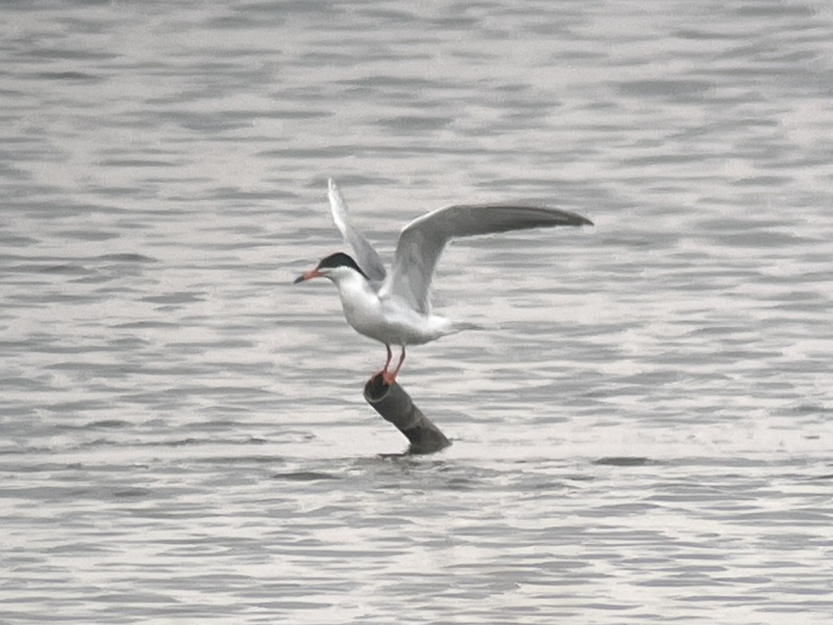 Forster's Tern - ML610758857