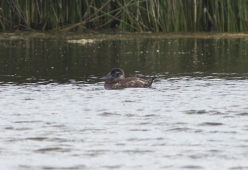 Ruddy Duck - ML61075891