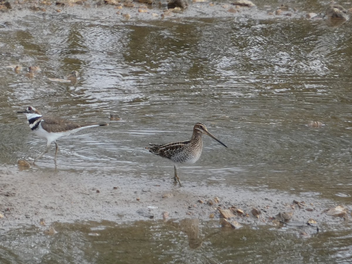 Wilson's Snipe - ML610758955