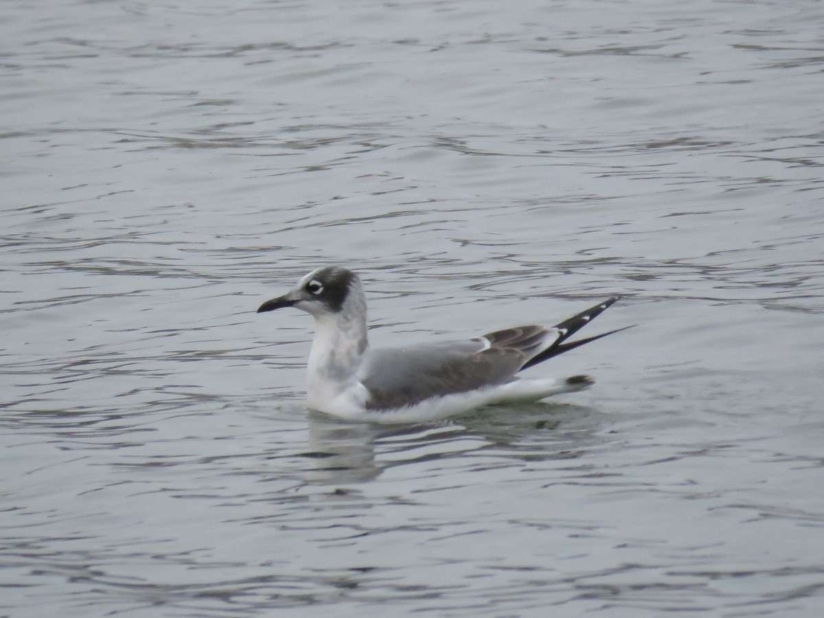 Franklin's Gull - ML610758989