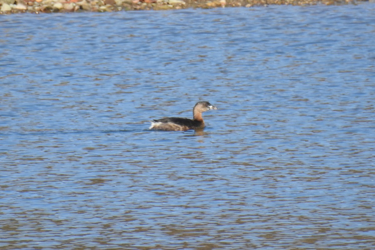 Pied-billed Grebe - ML610759015