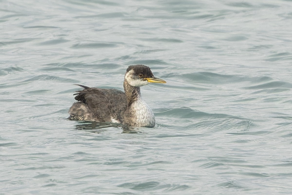 Red-necked Grebe - ML610759134