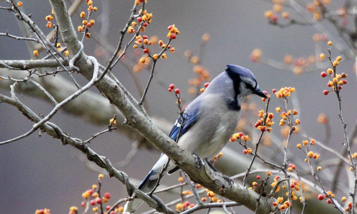 Blue Jay - Vivek Raj