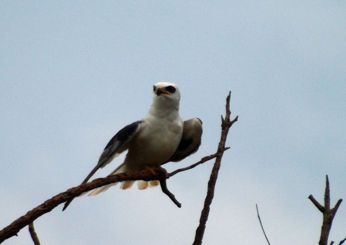 White-tailed Kite - Suzana Arakaki