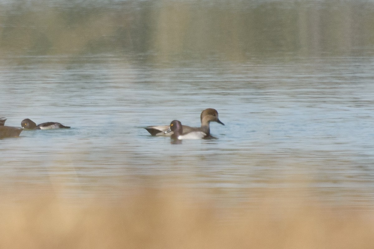 Ring-necked Duck - ML610759234