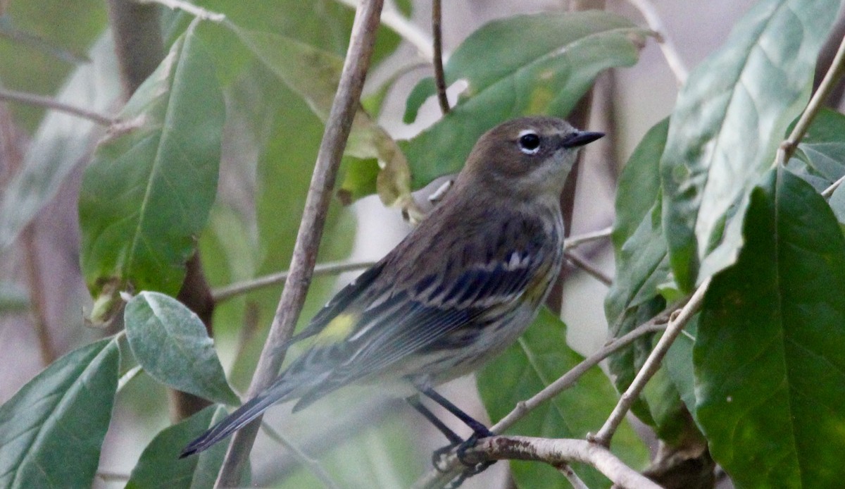 Yellow-rumped Warbler - ML610759346