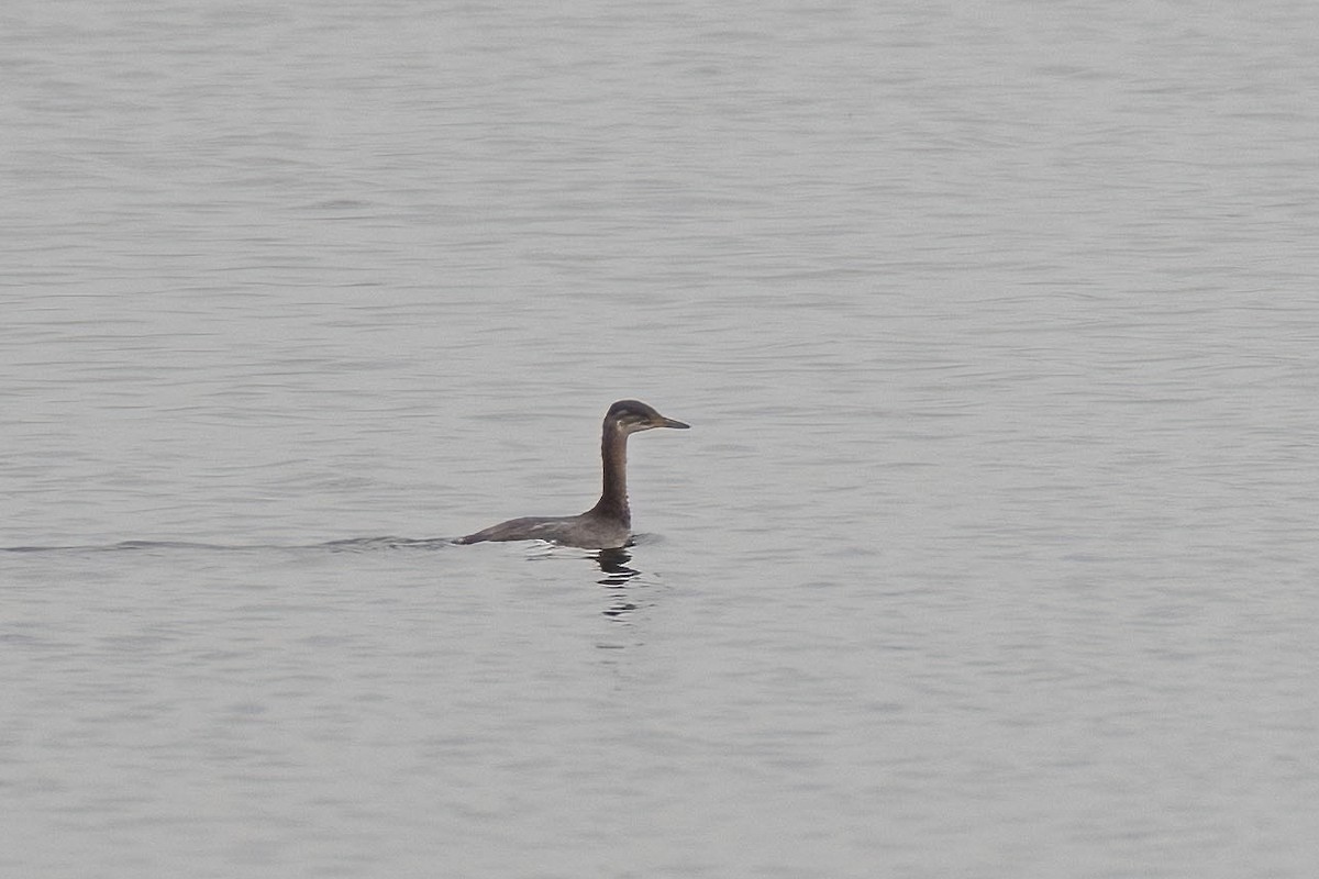 Red-necked Grebe - Traci Gentry