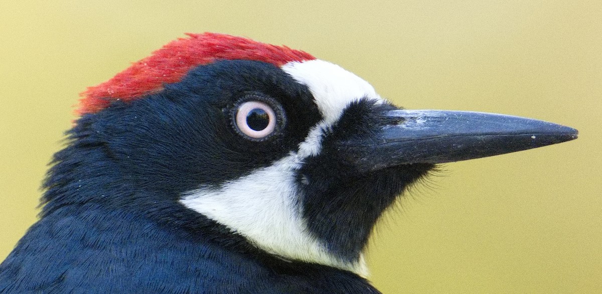Acorn Woodpecker - DAB DAB