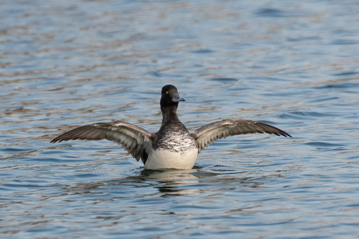 Lesser Scaup - Traci Gentry