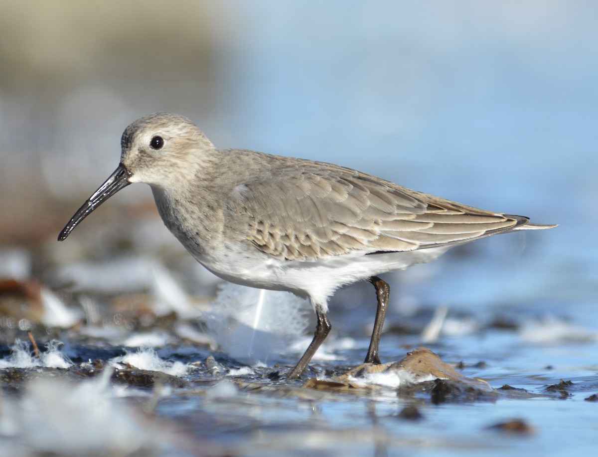 Alpenstrandläufer - ML610759653