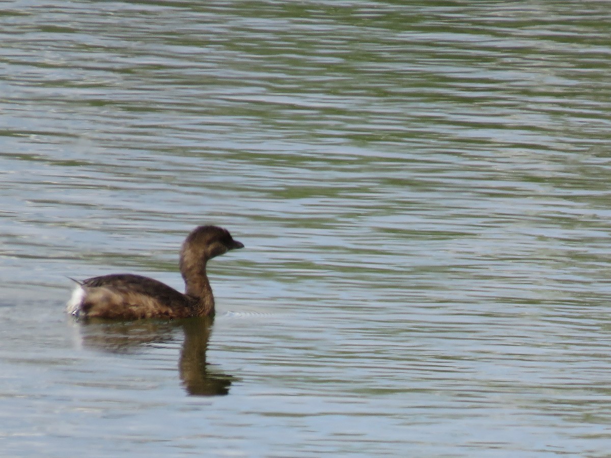 Pied-billed Grebe - Rebecca Laroche