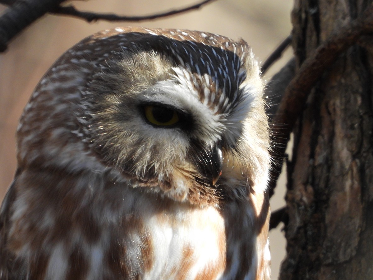 Northern Saw-whet Owl - ML610759720