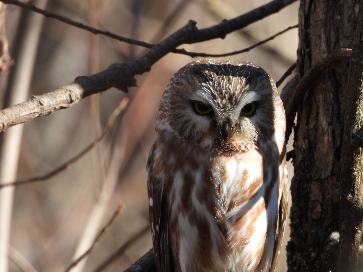 Northern Saw-whet Owl - ML610759722