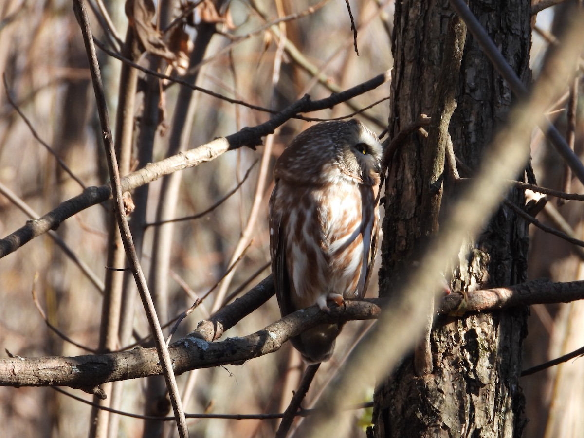 Northern Saw-whet Owl - ML610759723