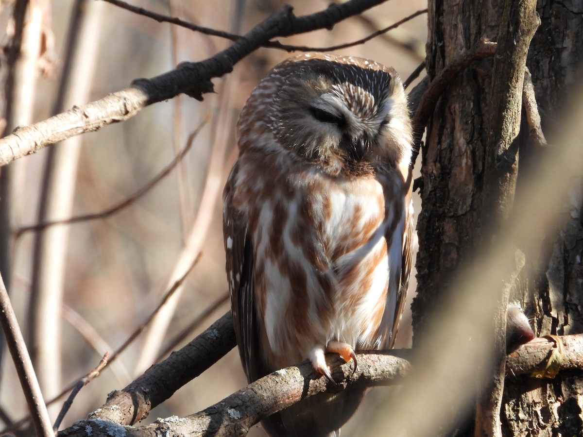 Northern Saw-whet Owl - ML610759726