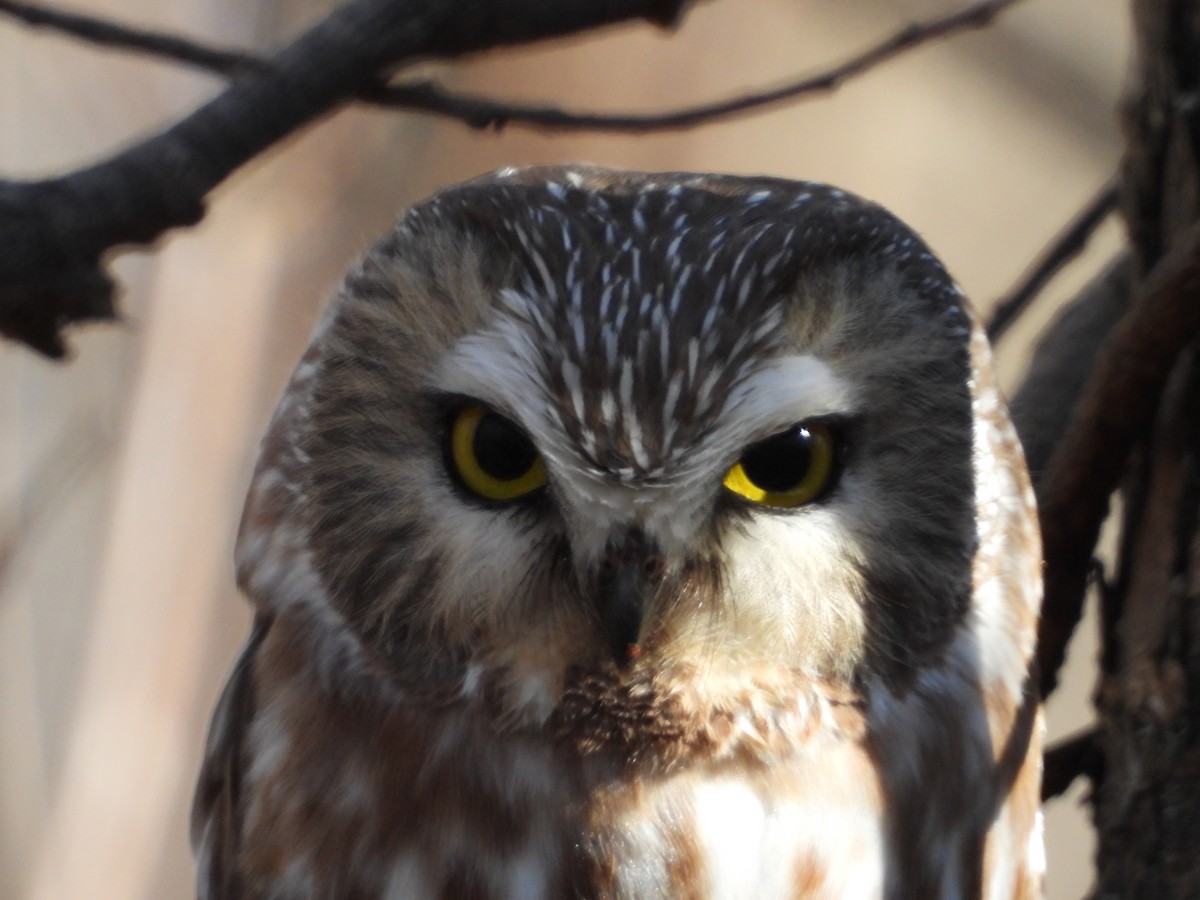 Northern Saw-whet Owl - ML610759727