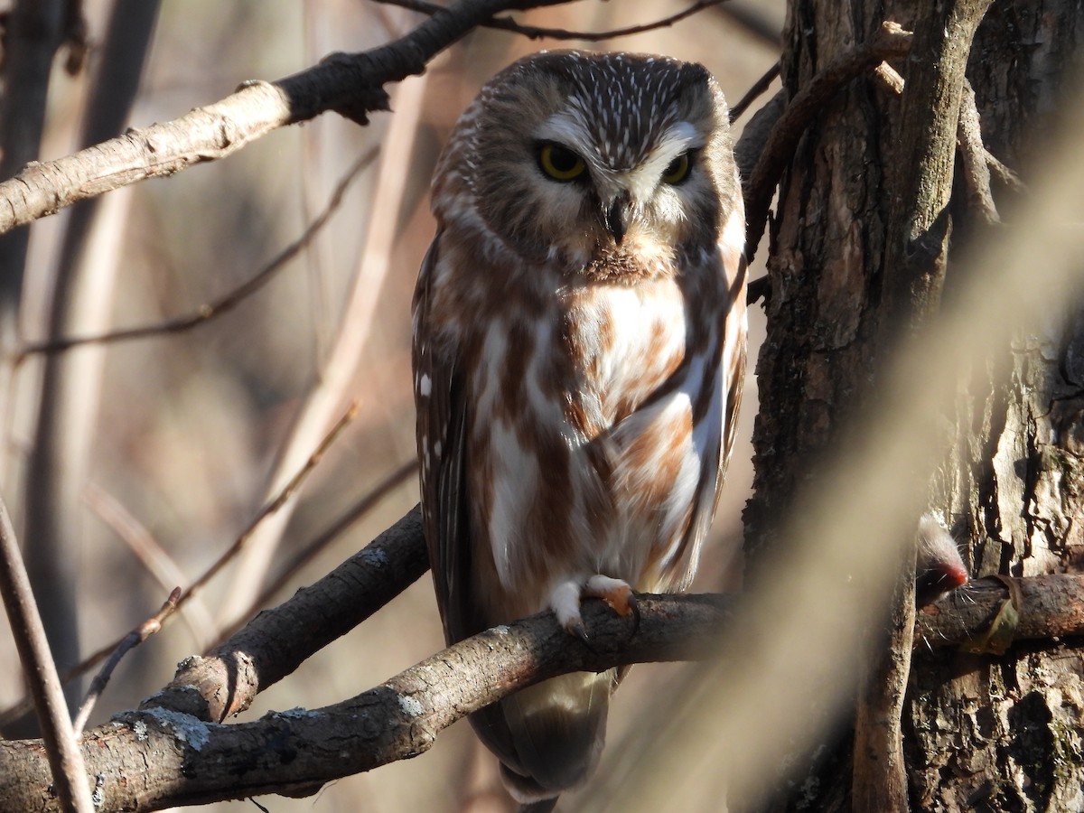 Northern Saw-whet Owl - ML610759728